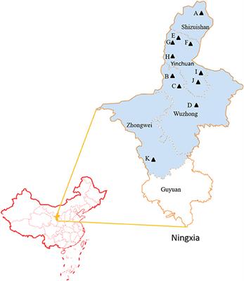 Development and application of an indirect ELISA to detect antibodies to Neospora caninum in cattle based on a chimeric protein rSRS2-SAG1-GRA7